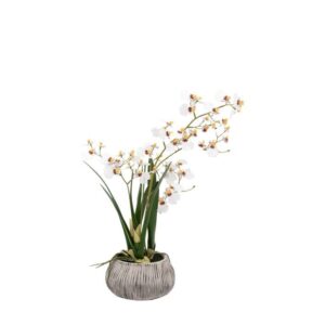 Orchid in Low Ceramic Pot