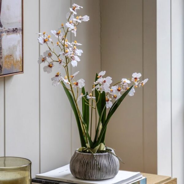 Orchid in Low Ceramic Pot - Image 2