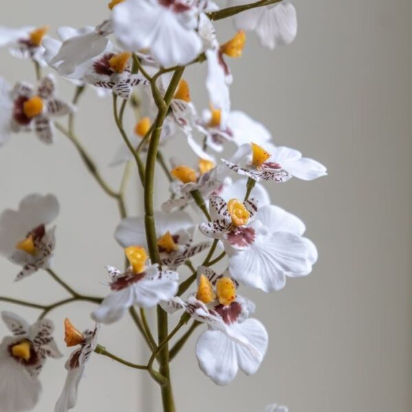 Orchid in Low Ceramic Pot - Image 3