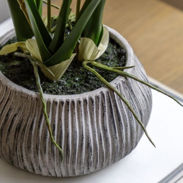 Orchid in Low Ceramic Pot - Image 4
