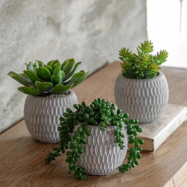 Small Succulents Ceramic Pots Set of 3 - Image 2