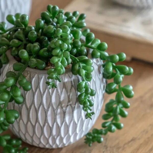 Small Succulents Ceramic Pots Set of 3 - Image 3